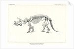‘Triceratops prorsus’ by Unknown